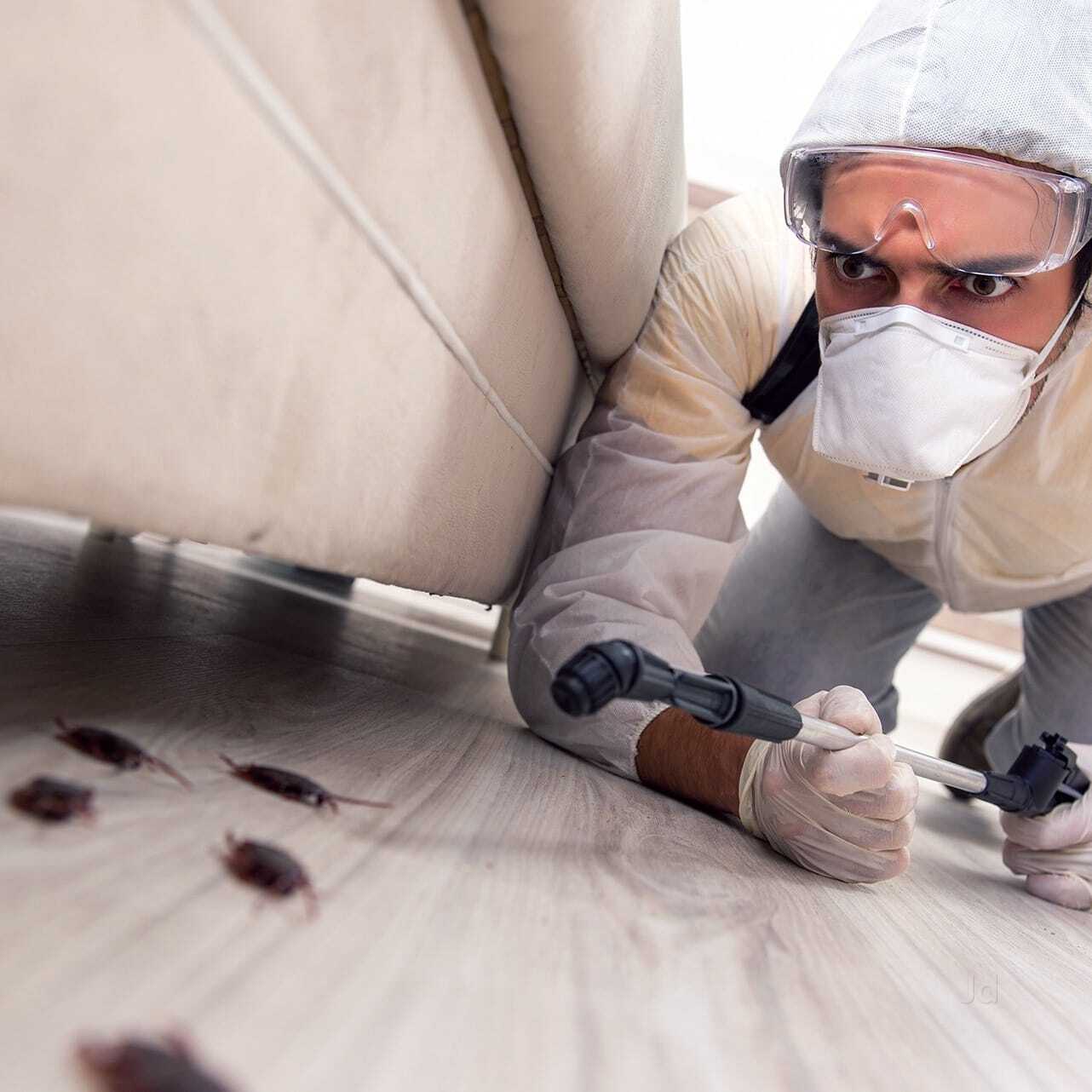 Ant Extermination Service Parma Oh