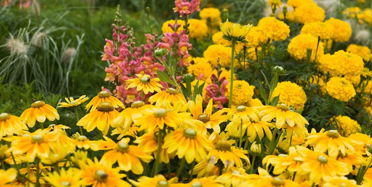 Best Bright Yellow Summer Flowers