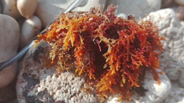 Irish Moss