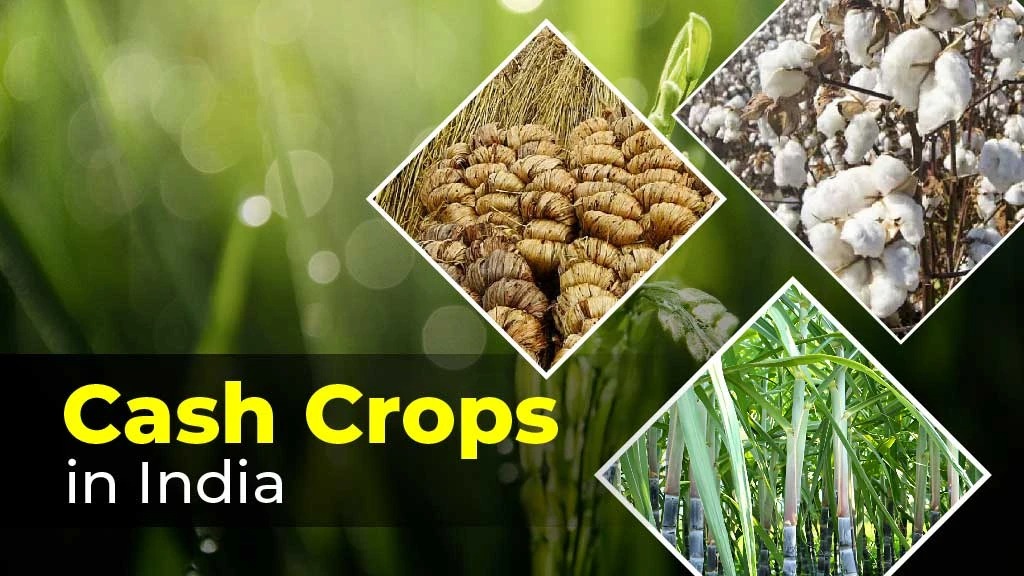 Cash_Crops-01