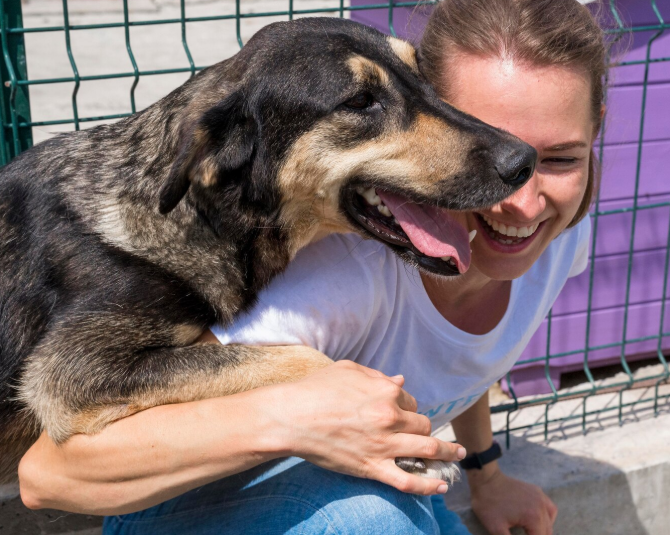 Protection Dogs for Sale: Your Guide to Choosing the Right Personal Protection Dog