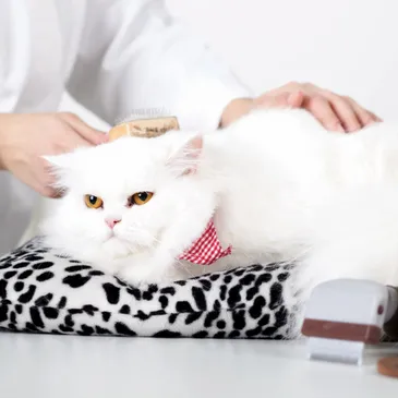 Top Veterinary Clinics for Pet Euthanasia in Surrey