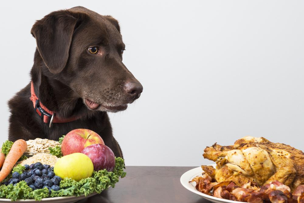 How to Choose the Best Pet Nutrition Counselor in Surrey, BC