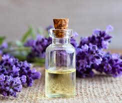 lavender oil manufacturers