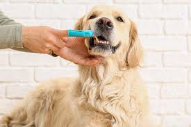 Benefits of Regular Dental Check-Ups for Dogs in Vancouver