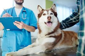Benefits of Joining a Pet Wellness Program in Vancouver, BC