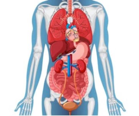 internal medicine