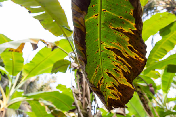 sigatoka disease of banana