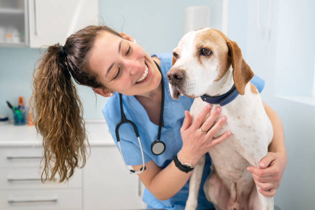Best Veterinary Clinics for Pet Dental Care in Vancouver