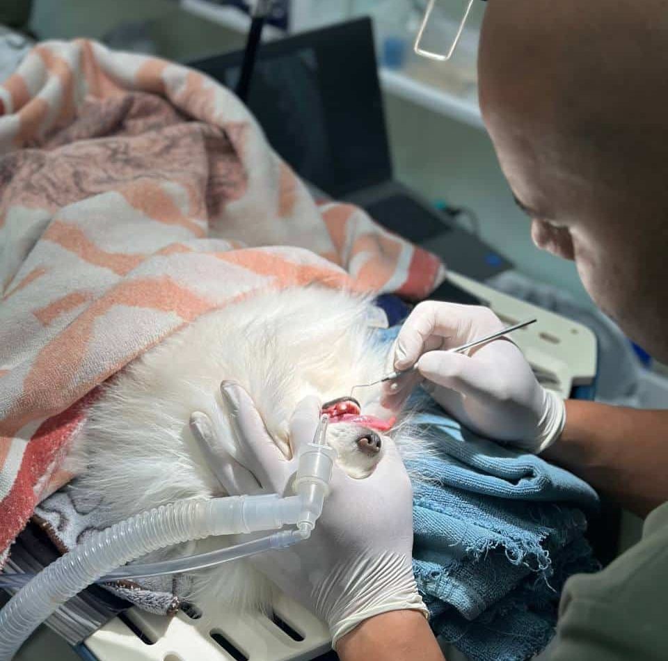 Dog Surgeries in Vancouver: From Routine to Complex