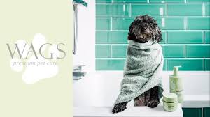What’s The Right Shampoo For Dogs Dealing With Dry Skin?