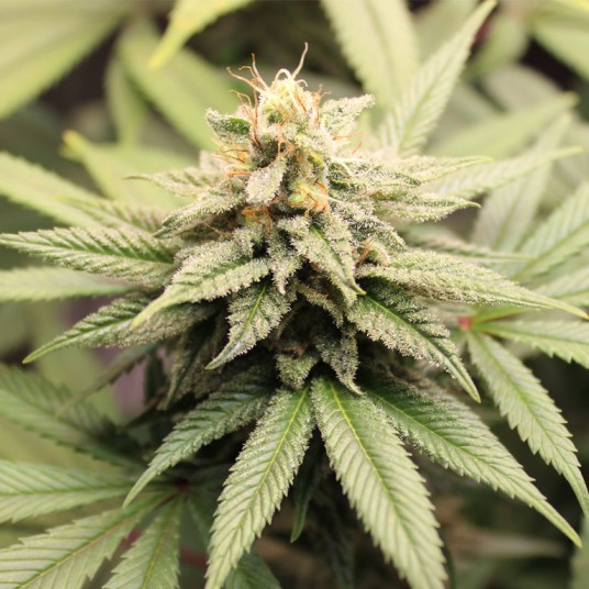 Premium Cannabis Flower: What Makes Top-Shelf Bud Stand Out