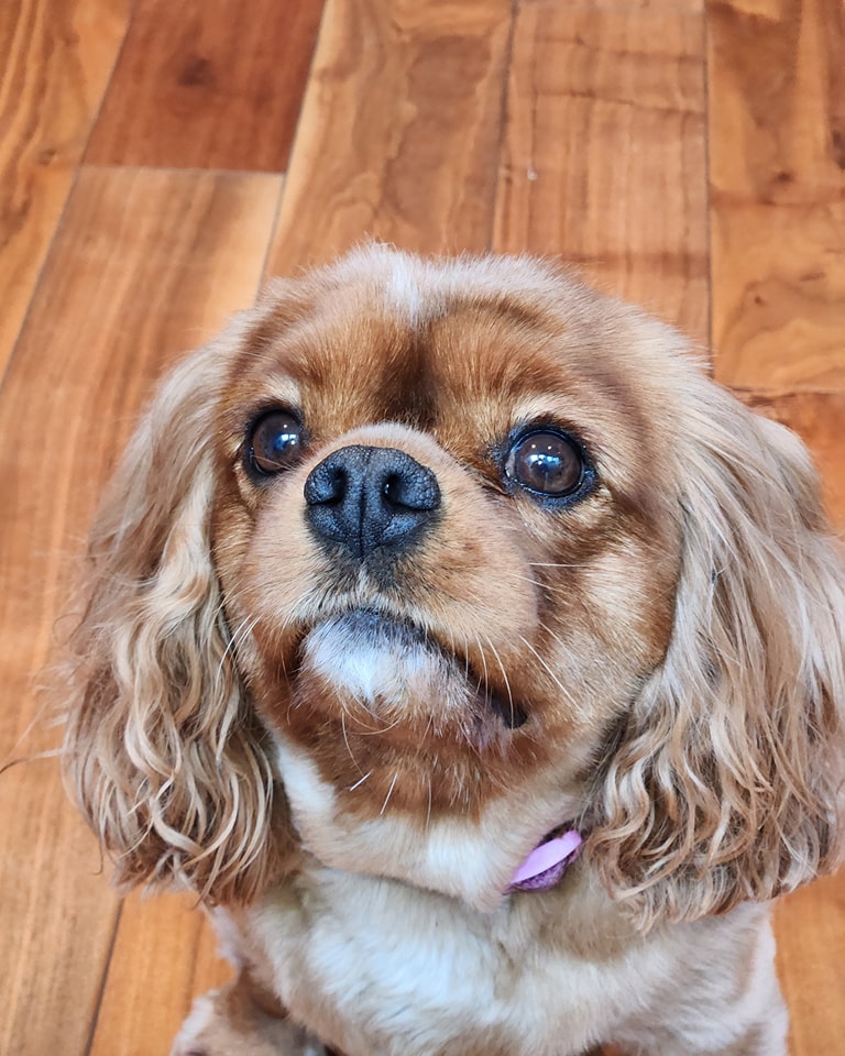 The Basic Principles of Effective Dog Behaviour Training