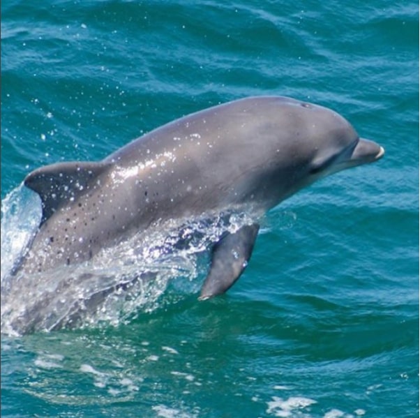 Planning the Perfect Coastal Fishing Trip to South Padre Island