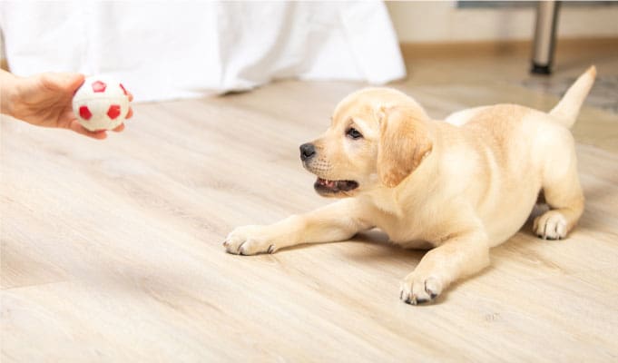 Dog Training in Providence RI | Customized & Reward-Based Training at Pooch Pawsitive