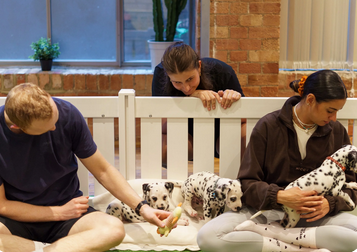 Puppy Play Dog Events: Fun Social Experiences for Dog Lovers