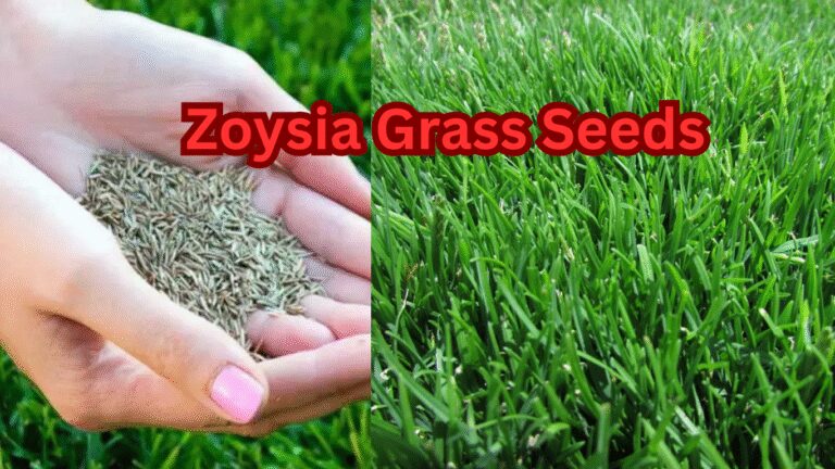 Zoysia-Grass-Seed