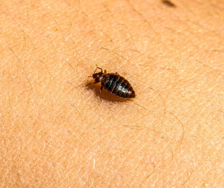 Same-Day Bed Bugs Exterminators Naperville IL: