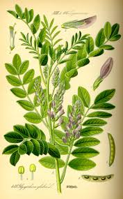 The Licorice Plant: Nature’s Sweet Healing Herb