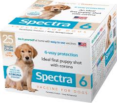 Corona Vaccine for Dogs: Protecting Your Canine Companion