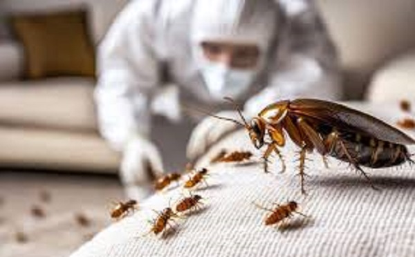 Reliable Pest Control Solutions in Iver Heath, Slough, and Feltham