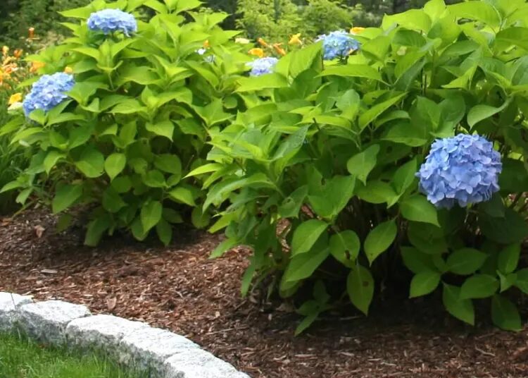 Healthy Lawns, Lasting Impressions: Expert Lawn Care Services in Cape Cod