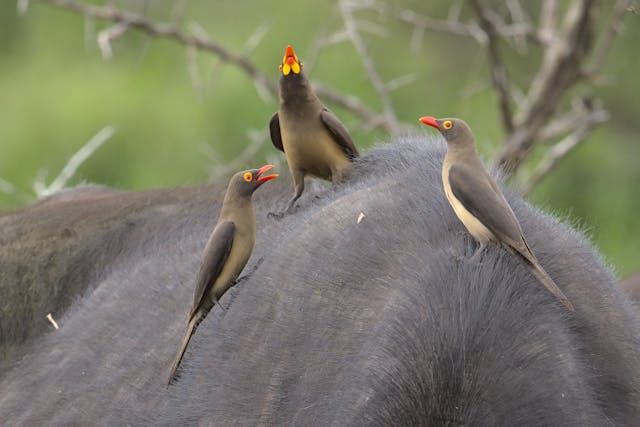 Bird Pest Control in Lansing