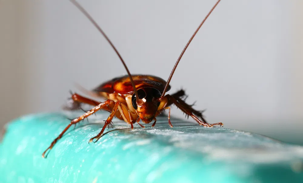 When Roaches Show Up in Oakbrook: What Homeowners Should Do