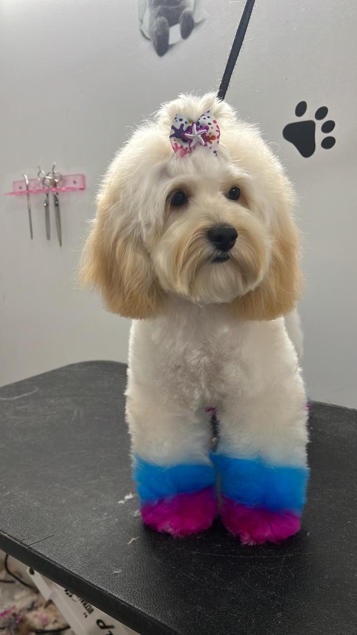 Dog Bathing Services Brooklyn for Happy, Healthy Pets