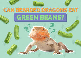 Can Bearded Dragons Safely Include Green Beans in Diet?