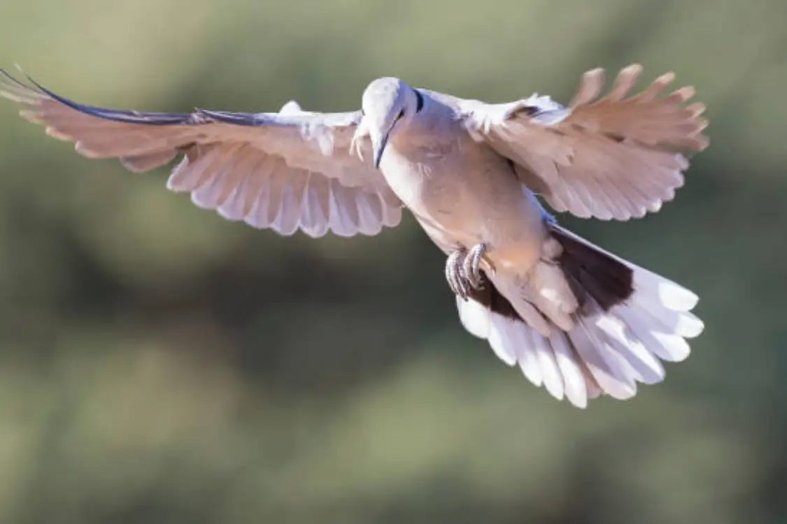 Bird Repellent in Dubai | Effective and Humane Bird Control