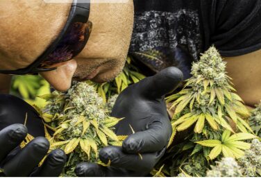 Is Marijuana Addictive? Understanding Dependence & Cannabis Use | EZMedcard