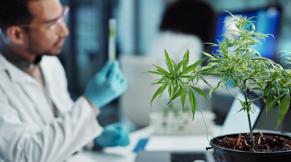 What Is the Act to Restore a Sensible Marijuana Policy in Massachusetts