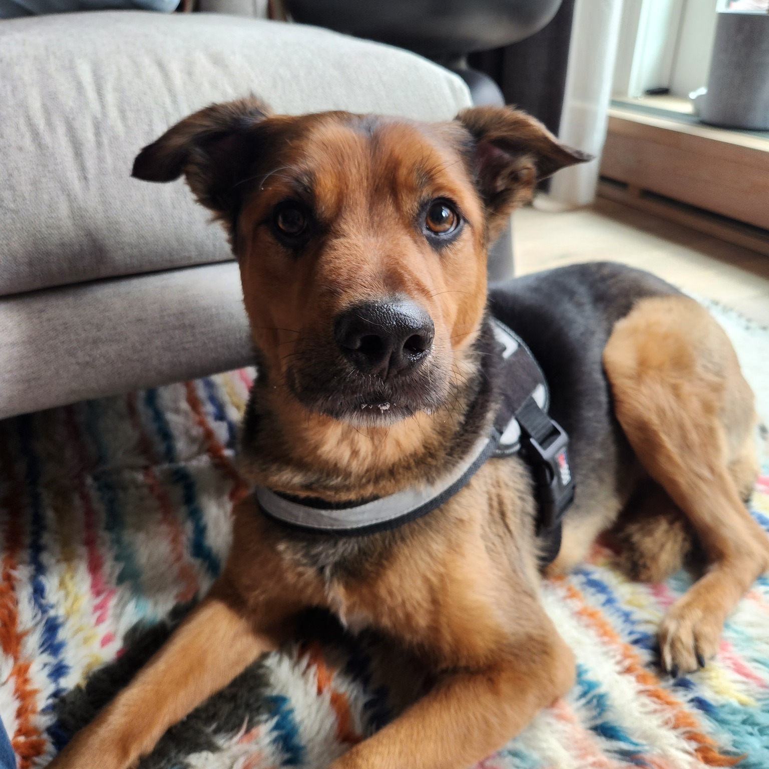 How to Shape Good Habits in Puppies and Adult Dogs