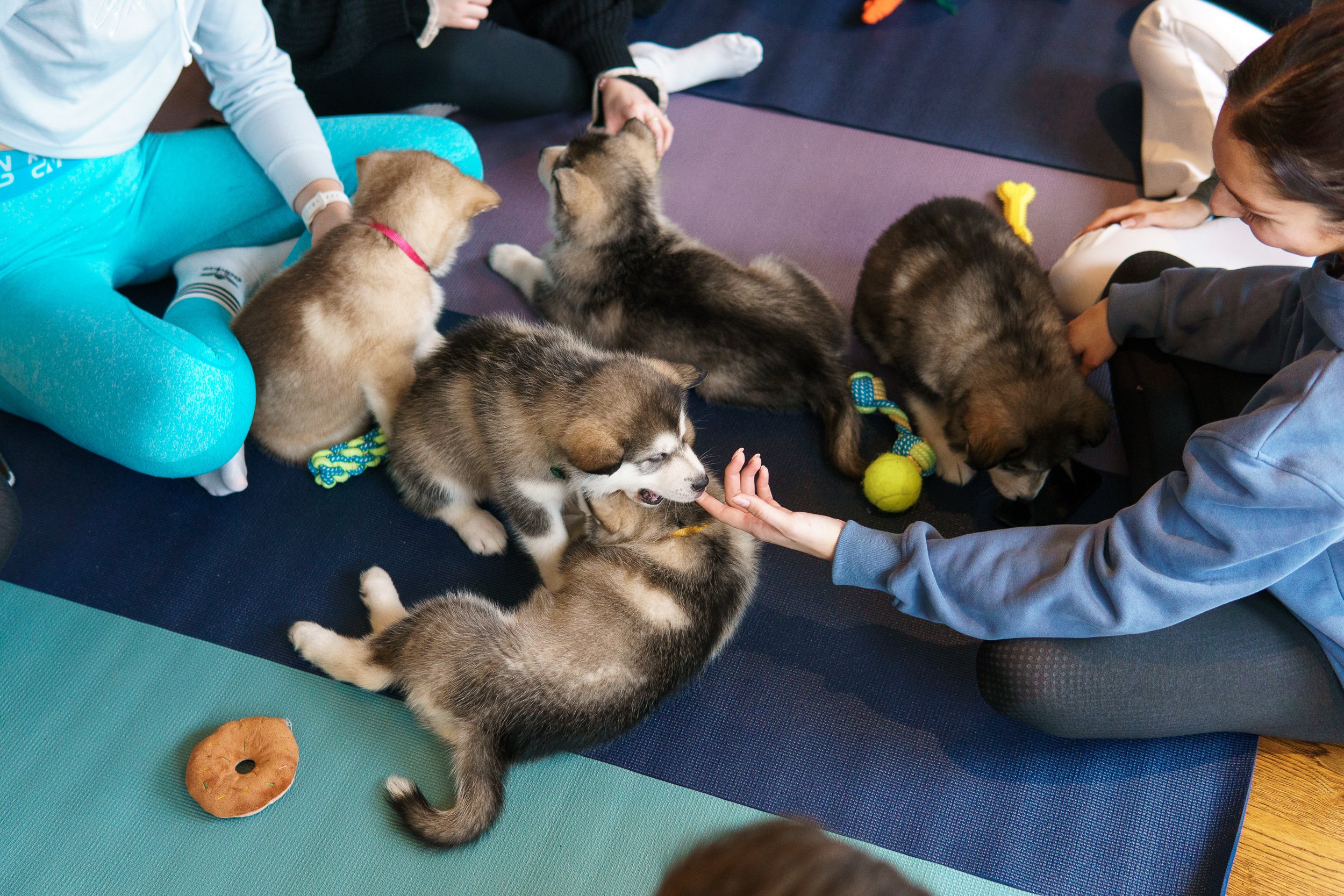 PupsYoga_Feb24_SerenitySpace_SJ-30