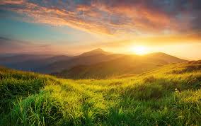 The Mushroom Boom of 2026: Why Fungi Are Taking Over the Food Industry