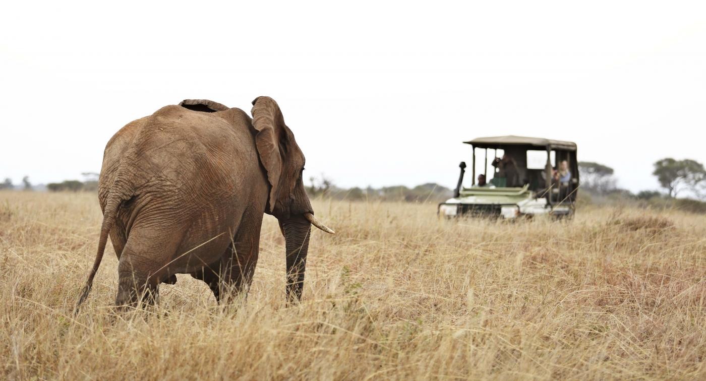 Luxury African Safari Tours: A Perfect Mix of Relaxation and Adventure