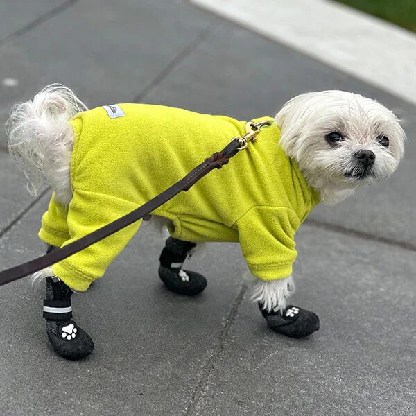 Affordable vs Premium Dog Fleece Jackets: Worth the Price?