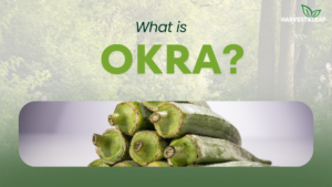 Okra Exporters: Delivering Freshness Worldwide