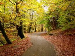 The Magic of Fandom: Why Being a Fan Brings People Together