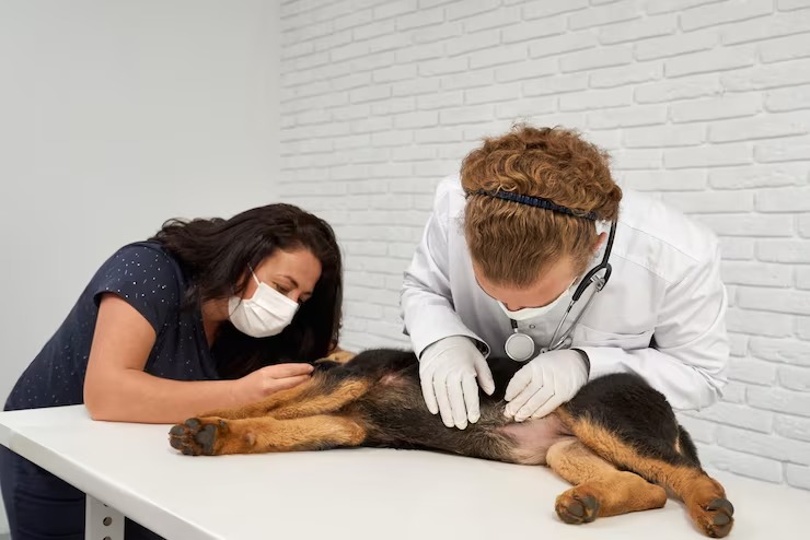 Emergency Care Starts at a 24/7 Pet Clinic in Dubai