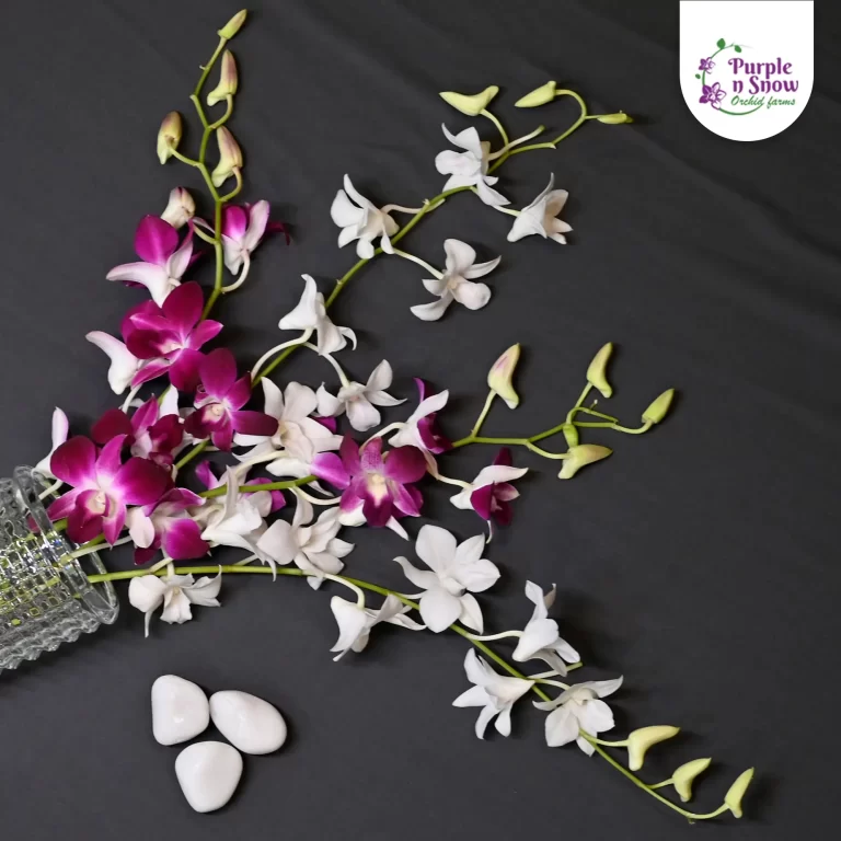 How to Choose the Right Bouquet of Orchid Flowers for Your Loved Ones