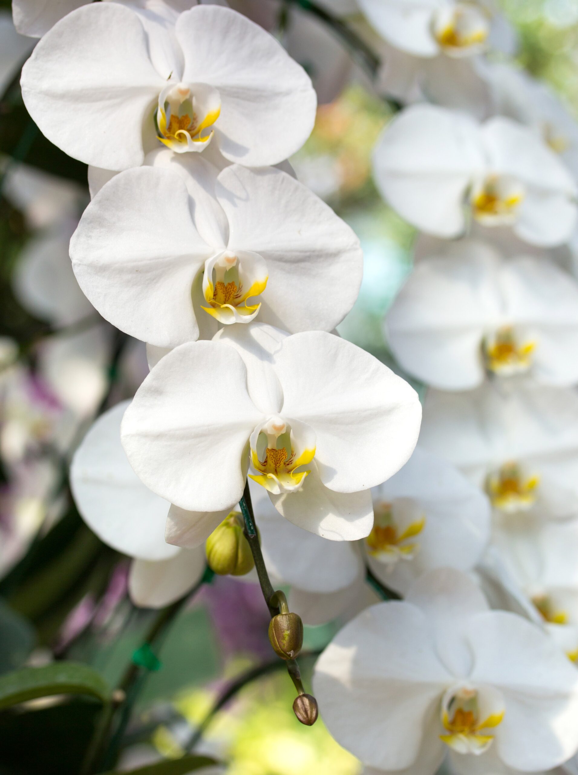 10 Spectacular Bouquet Ideas of White Orchid Flower to Purchase as a Gift