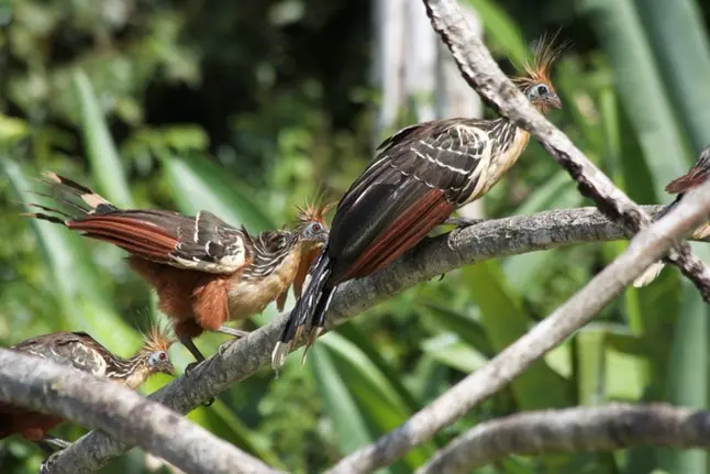 How Active Is the Tambopata Tour? A Realistic Fitness & Difficulty Guide