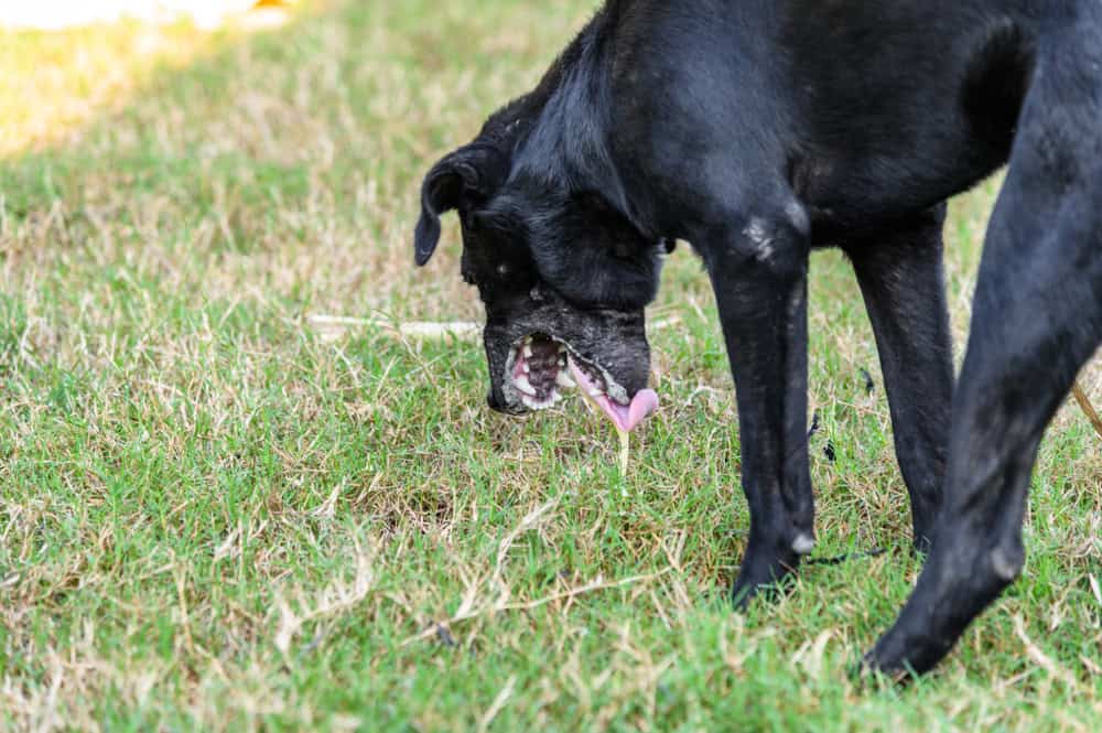 Dog’s Vomiting: Top Reasons Your Dog May Be Throwing Up