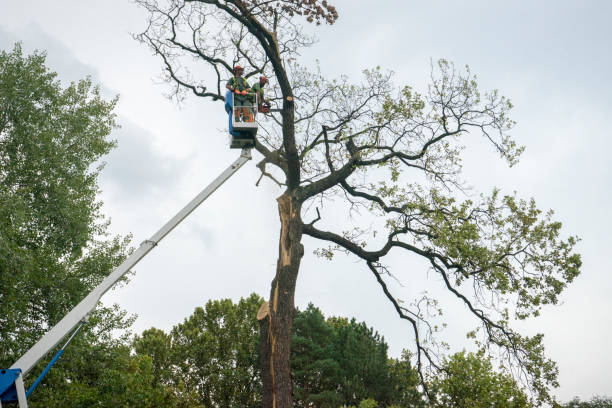 Safe Heavy Lifting Made Simple With Professional Crane Tree Services