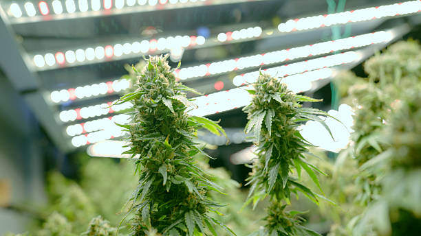 Trusted Local Cannabis Dispensary Experience with Premium Flower Options