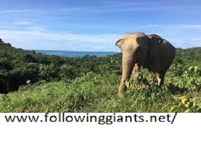 Discover the Best Half Day Ethical Elephant Sanctuary Experience in Thailand