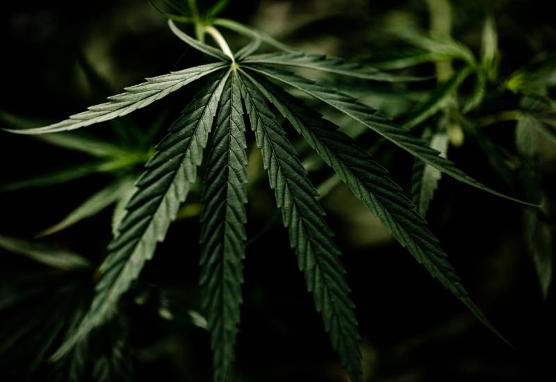 Top Premium Flower Strains You Must Try Right Now