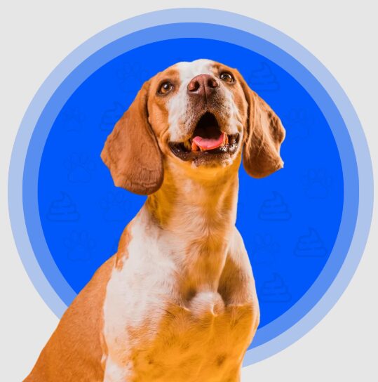 Professional Dog Pooper Scooper Services for a Cleaner Yard